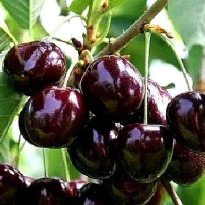 Черешня ДОНЕЦКИЙ УГОЛЁК в Калуге