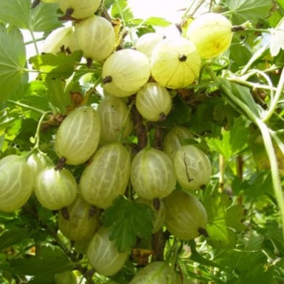 Крыжовник ИНВИКТА в Калуге