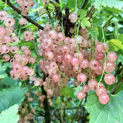 Смородина розовая ГОЛЛАНДСКАЯ РОЗОВАЯ в Калуге