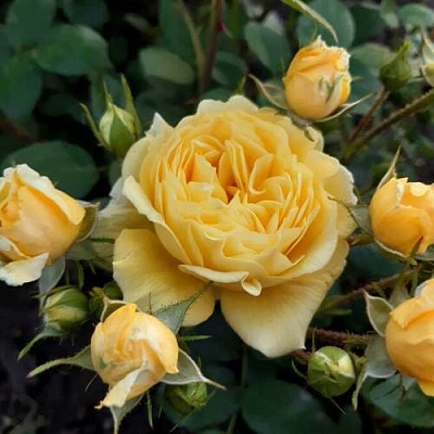 Роза флорибунда в Калуге