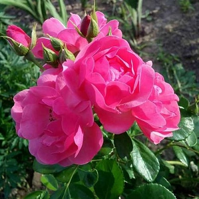 Роза АНГЕЛА флорибунда в Калуге