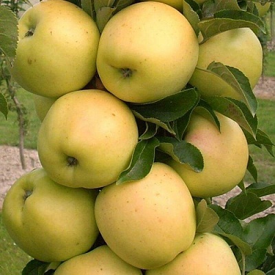 Яблоня колонновидная в Калуге