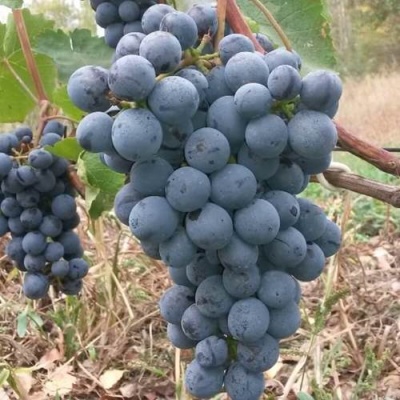 Виноград АГАТ ДОНСКОЙ в Калуге