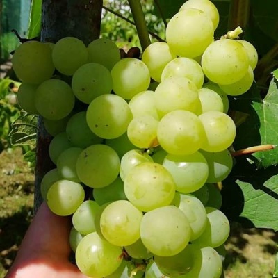 Виноград АНАНАСНЫЙ в Калуге