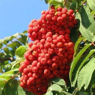 Рябина НЕВЕЖИНСКАЯ сладкоплодная в Калуге