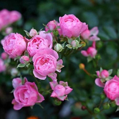 Роза полиантовая в Калуге