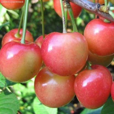 Черешня ЮЛИЯ в Калуге