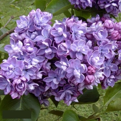 Сирень АМИ ШОТТ в Калуге