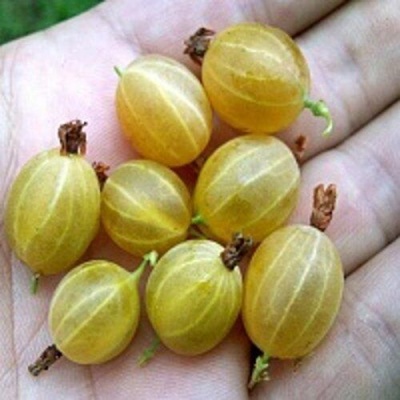 Крыжовник ЯРОВОЙ в Калуге