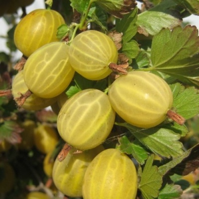 Крыжовник ЯРОВОЙ в Калуге