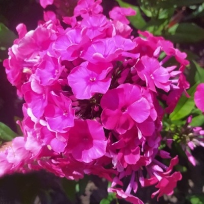 Флокс БАМБИНИ ДИЗАЙР метельчатый в Калуге
