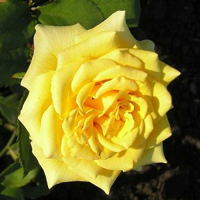 Роза ЛАНДОРА чайно-гибридная  в Калуге