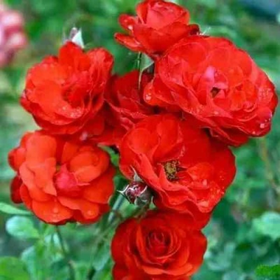 Роза ФАЙЕР КИНГ спрей  в Калуге