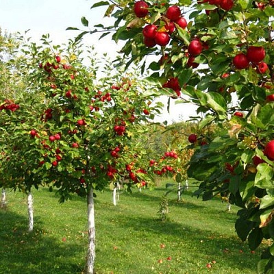 Плодовые деревья в Калуге