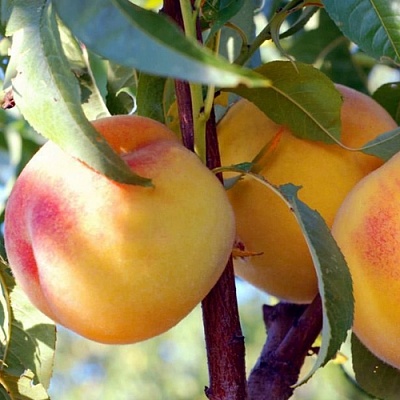 Персики в Калуге