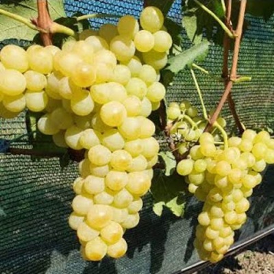 Виноград КИШМИШ ЗОЛОТЦЕ в Калуге