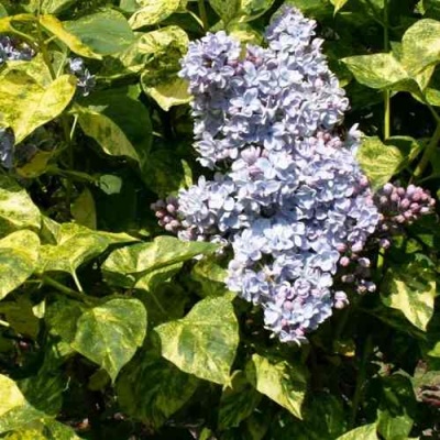 Сирень АУКУБАФОЛИЯ в Калуге