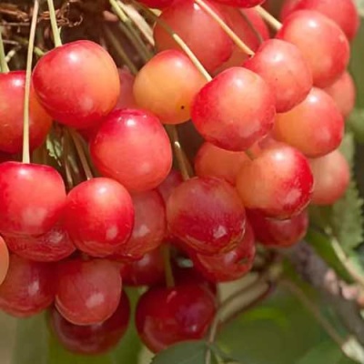 Черешня ЮЛИЯ в Калуге