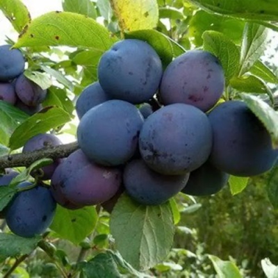 Слива КРОМАНЬ в Калуге