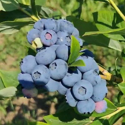 Голубика МЕГАС БЛЮ в Калуге