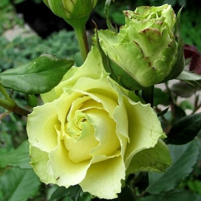 Роза ЛИМБО (ДОЛЛАР) чайно-гибридная  в Калуге
