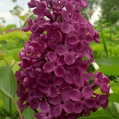 Сирень ИНДИЯ в Калуге
