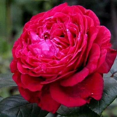 Роза 4 ВЕТРОВ флорибунда  в Калуге