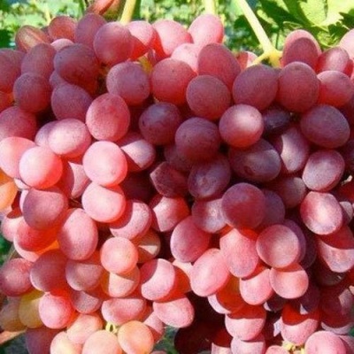 Виноград КИШМИШ КРАСНЫЙ в Калуге
