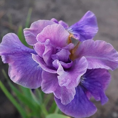 Ирис ХЭВИНГ ФАН сибирский в Калуге