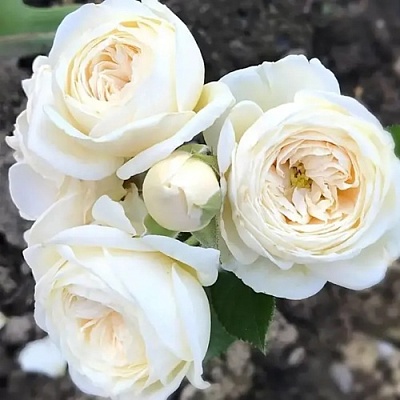 Роза АРТЕМИС шраб в Калуге