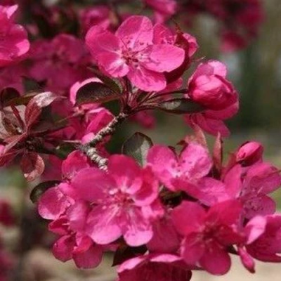 Яблоня РЕД КЕТТИ в Калуге