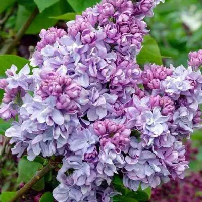 Сирень КАТЕРИНА ХАВЕМЕЙЕР в Калуге