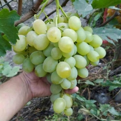 Виноград ВАНЮША в Калуге