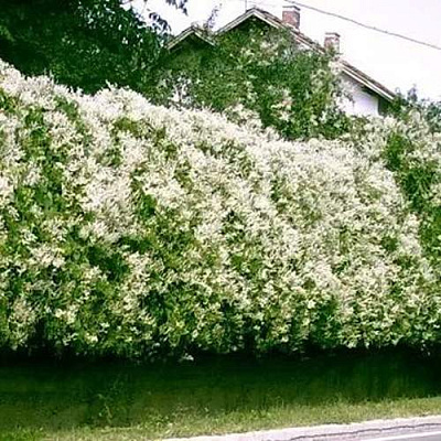 Фаллопия Фаллопия в Калуге