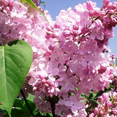 Сирень АДЕЛИНА в Калуге