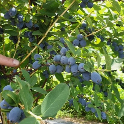 Жимолость съедобная КЛУБНИЧНАЯ СЕНСАЦИЯ в Калуге