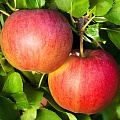 Яблоня в Калуге
