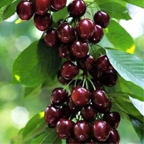 Черешня УДИВИТЕЛЬНАЯ в Калуге