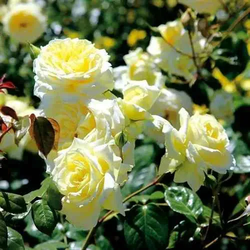 Роза ЭЛЬФ плетистая в Калуге
