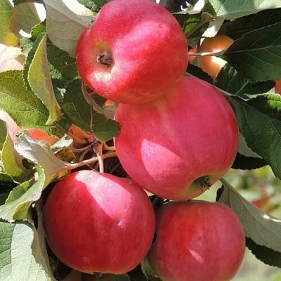 Красномясые сорта яблонь купить в Калуге, саженцы яблони с красной мякотью