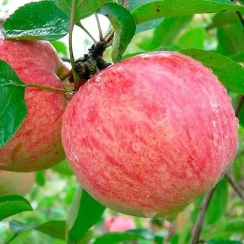 Яблоня КОРИЧНОЕ ПОЛОСАТОЕ в Калуге