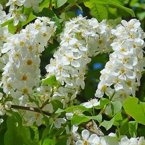 Черемуха ЧАЙКА в Калуге