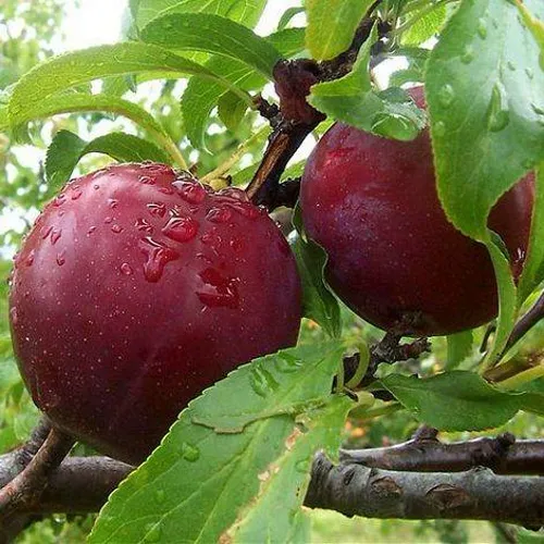 Слива КЛЕОПАТРА в Калуге