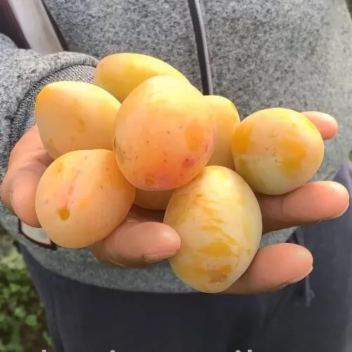 Слива ЯХОНТОВАЯ в Калуге