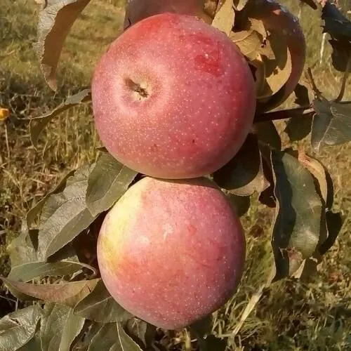Яблоня АКСАМИТ в Калуге