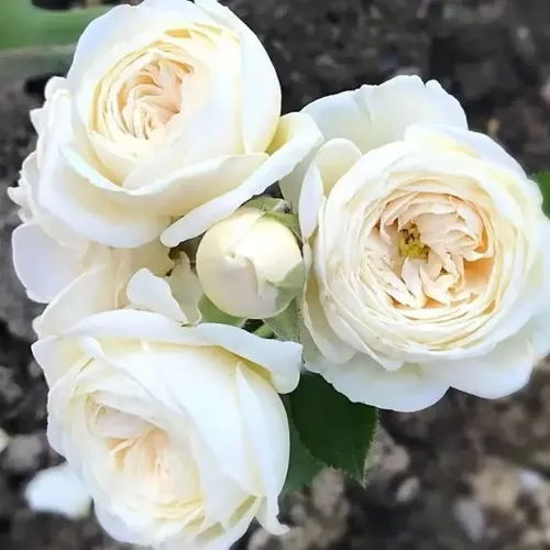 Роза АРТЕМИС шраб в Калуге