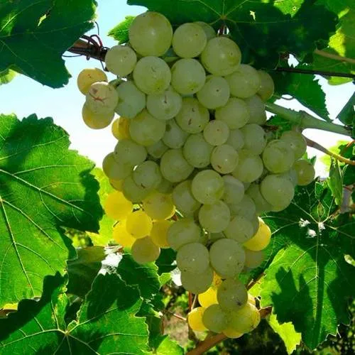 Виноград КИШМИШ МУСКАТНЫЙ в Калуге