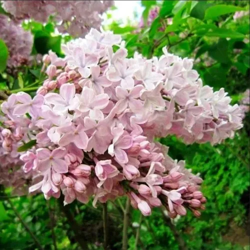 Сирень ТИШИНА в Калуге