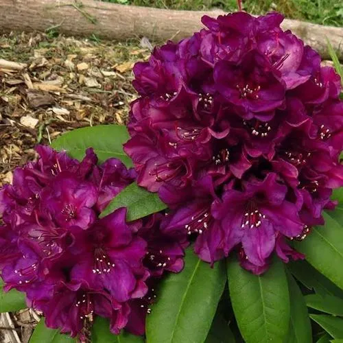 Рододендрон ПОЛАРНАХТ в Калуге