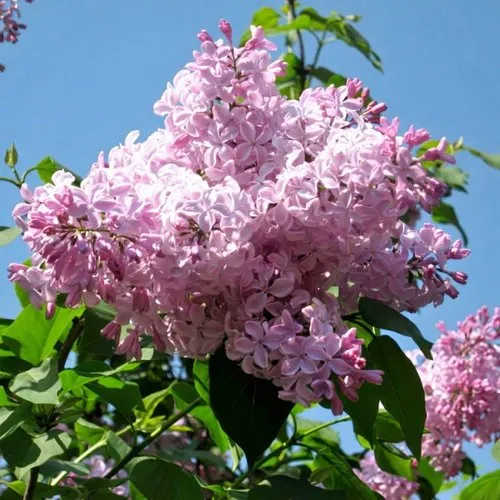 Сирень БУФФОН в Калуге